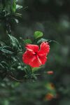 木槿花