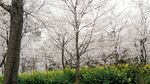 樱花景致