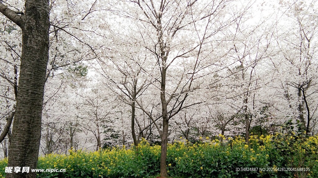 樱花景致