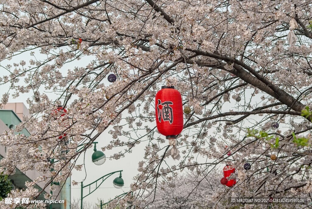 樱花枝头挂红灯笼