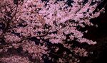 夜下烂漫樱花树
