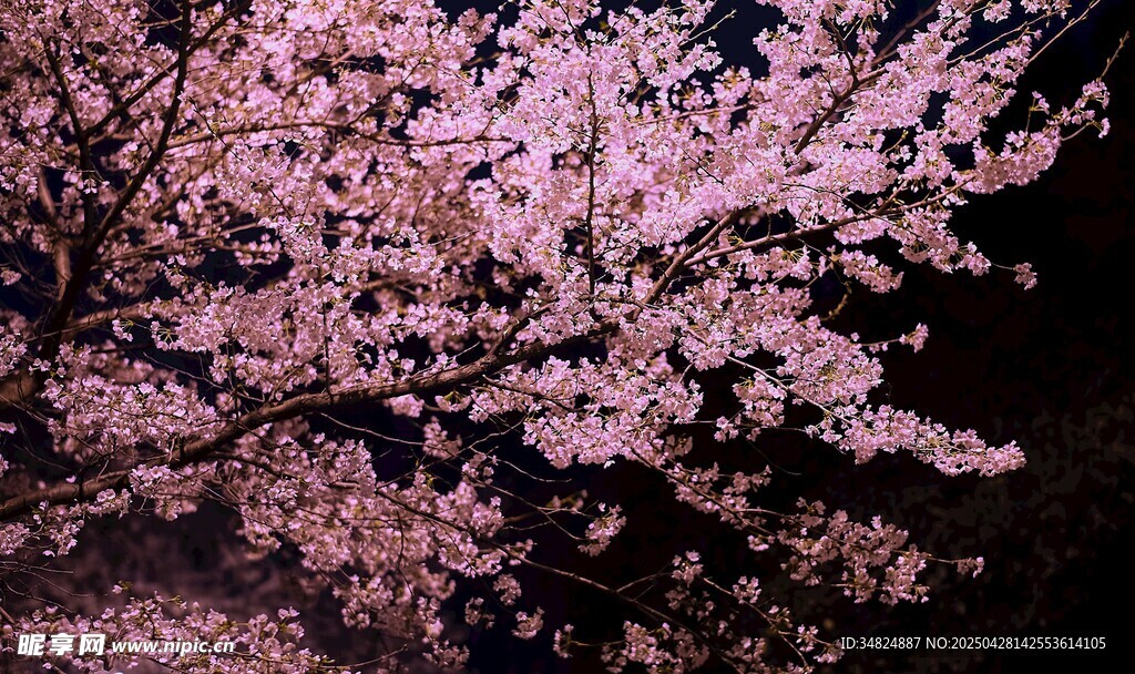 夜下烂漫樱花树