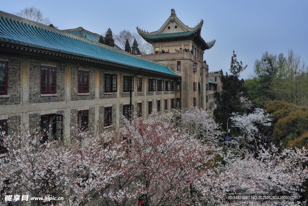 古建旁绽放的烂漫樱花