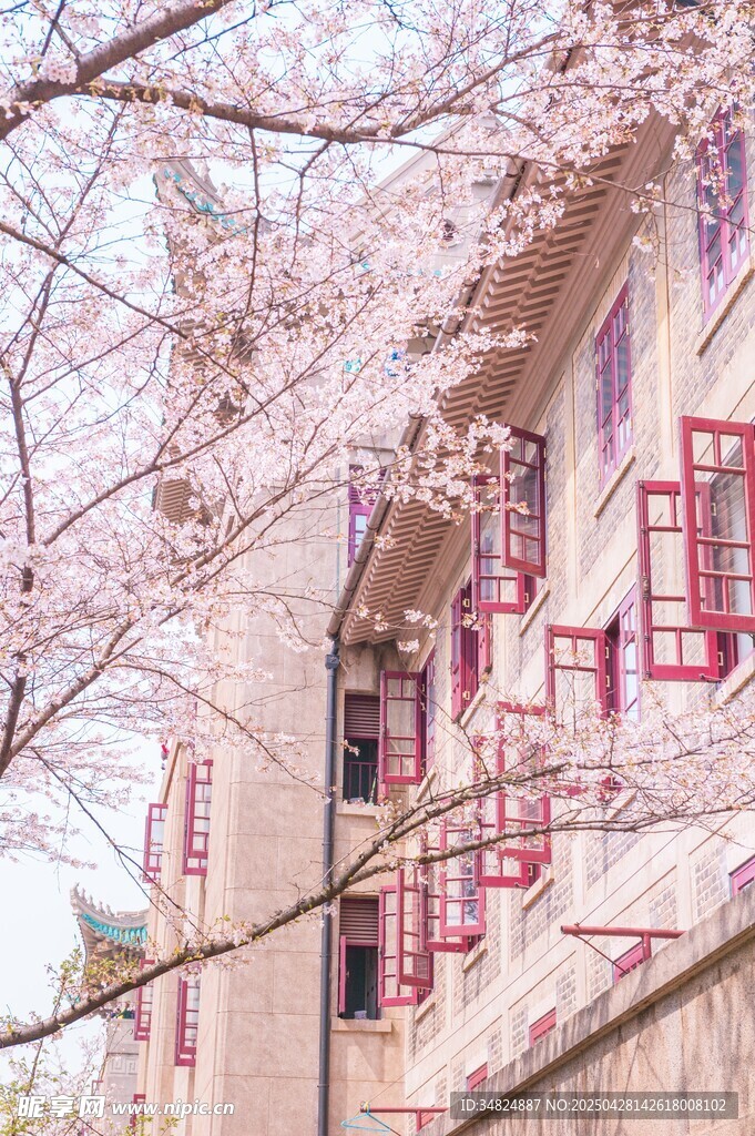 樱花