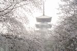 雪中古塔映繁花