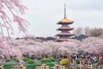 春日金塔赏樱美景