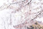 枝头绽放的粉嫩樱花
