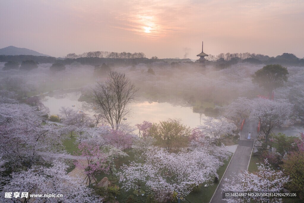 春日樱花盛景下的湖光山色