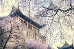 春日繁花中的古建筑