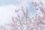 枝头绽放的粉嫩樱花