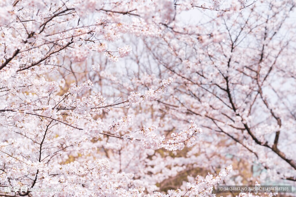 春日烂漫樱花树枝条
