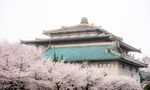 樱花簇拥下的古老建筑
