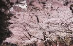 烂漫樱花树