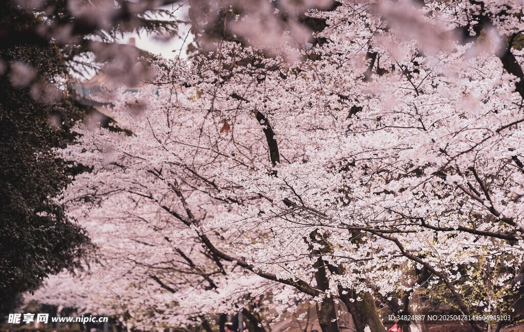 烂漫樱花树
