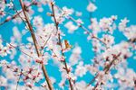 白色桃花