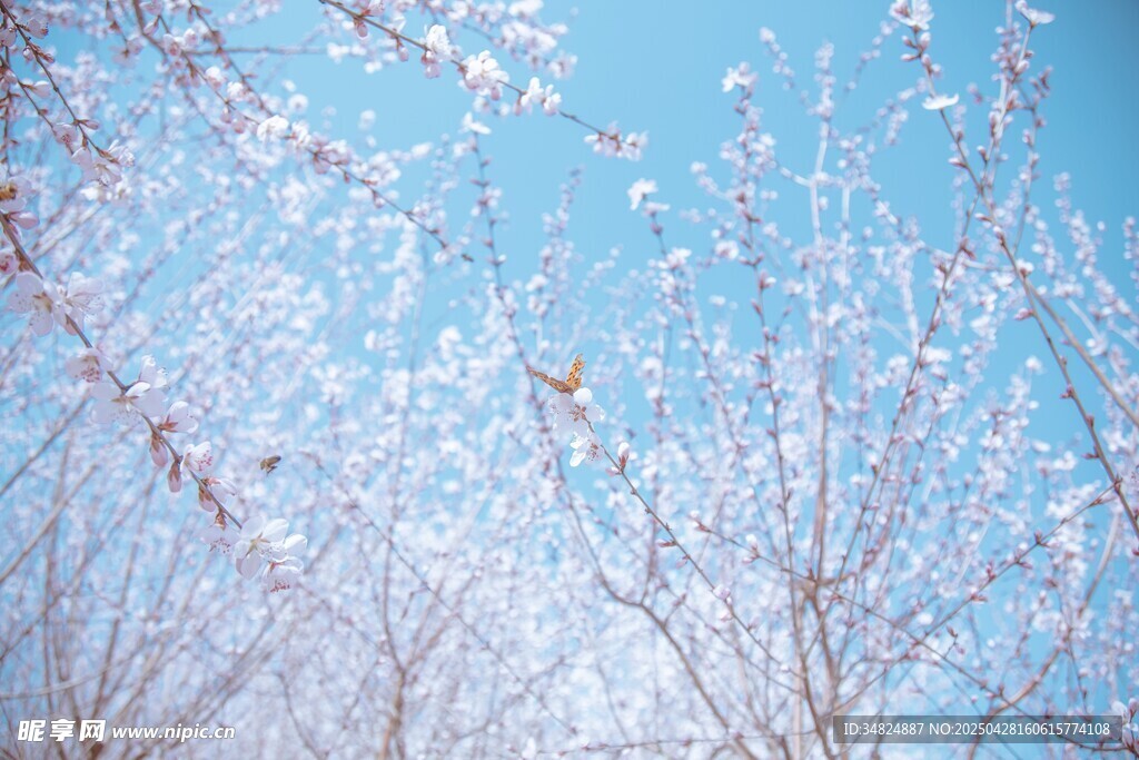桃花