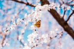 白色桃花