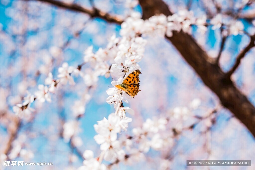 白色桃花