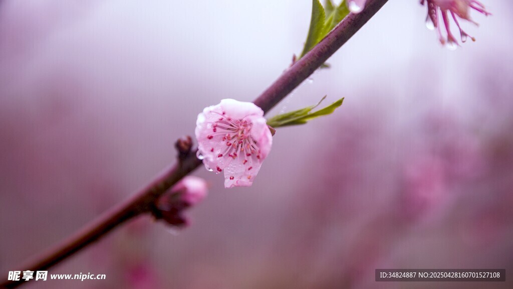 枝头绽放的粉嫩桃花