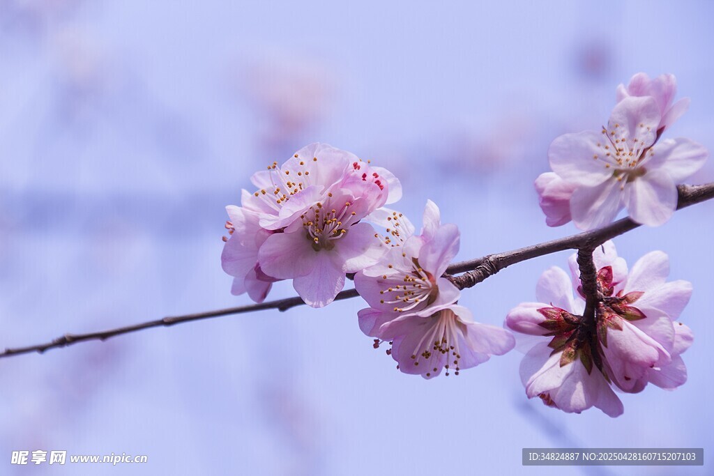 枝头绽放的粉嫩樱花