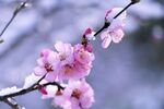 雪中绽放的粉嫩梅花