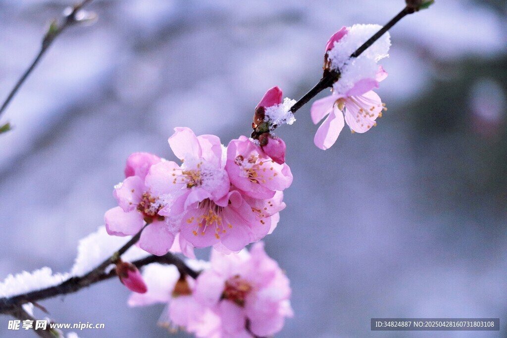 雪中绽放的粉嫩梅花