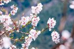 枝头绽放的粉嫩桃花
