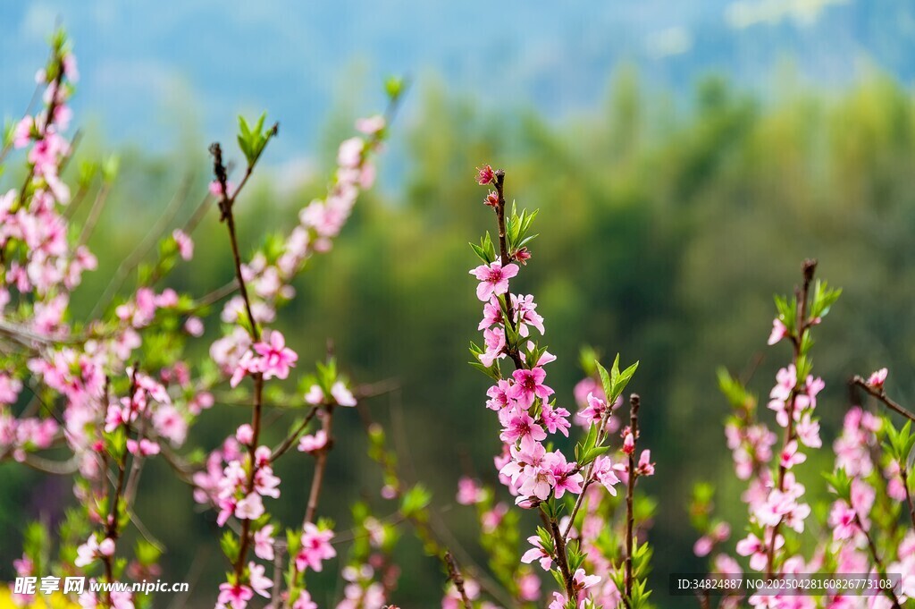 桃花粉嫩花枝