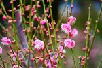 粉色桃花花枝