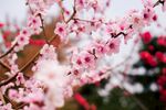 烂漫粉色桃花枝头绽放