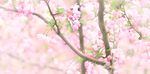 粉嫩桃花枝