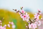 粉色桃花