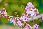 粉色桃花