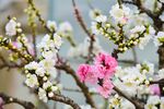 白色桃花