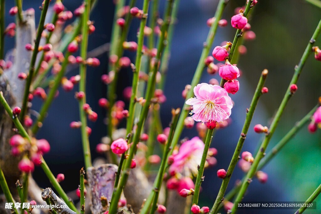 桃花