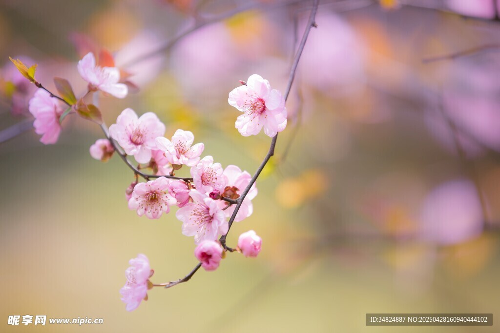 粉色桃花