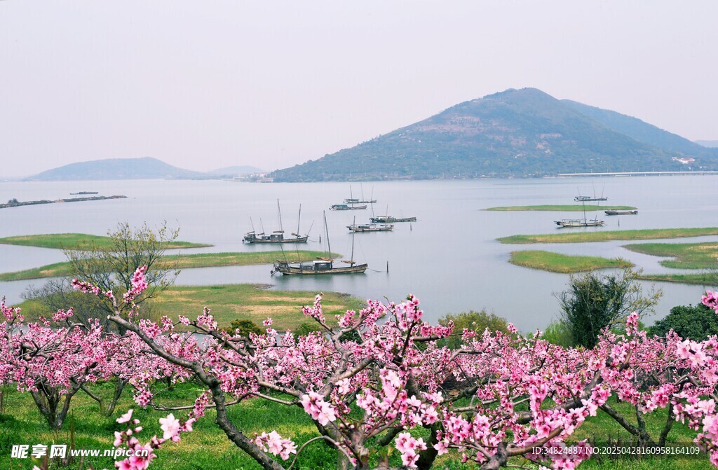 桃花远山美景