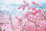 烂漫粉色桃花绽放