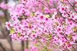 粉色桃花