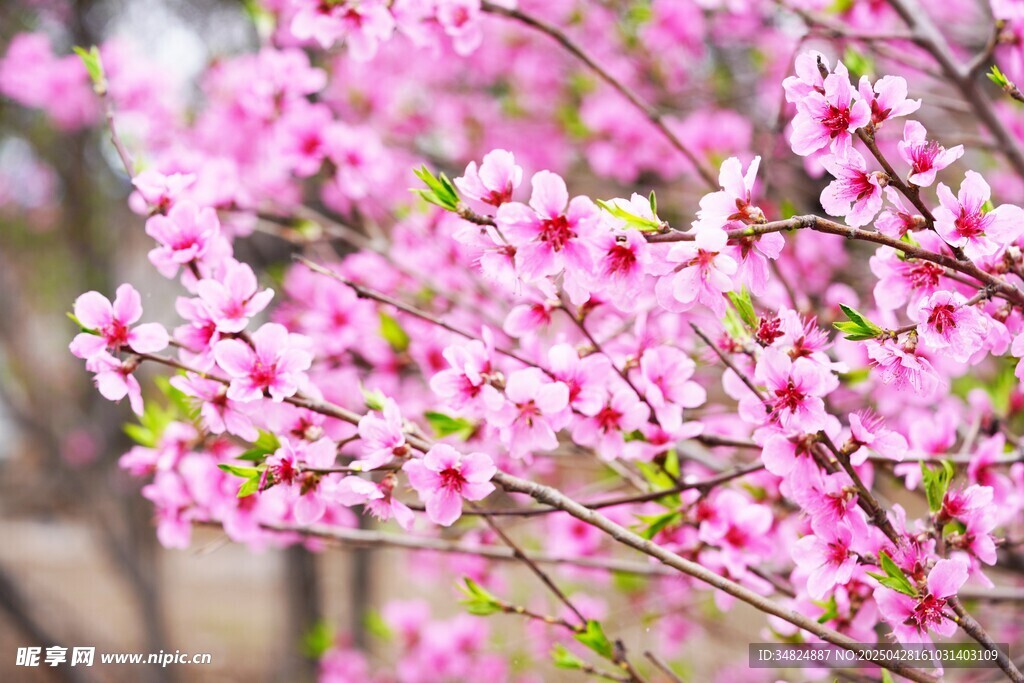 粉色桃花