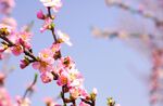 粉嫩桃花
