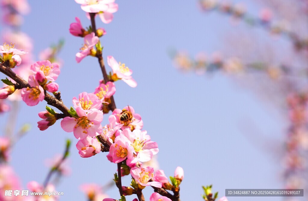 粉嫩桃花