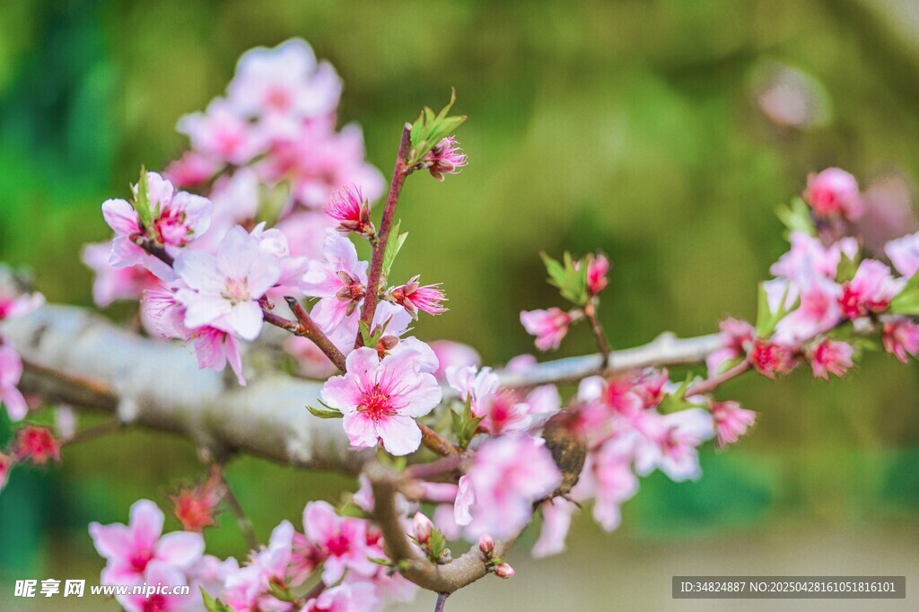 枝头绽放的粉嫩桃花