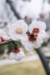 白色桃花