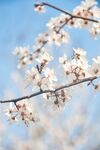 白色桃花