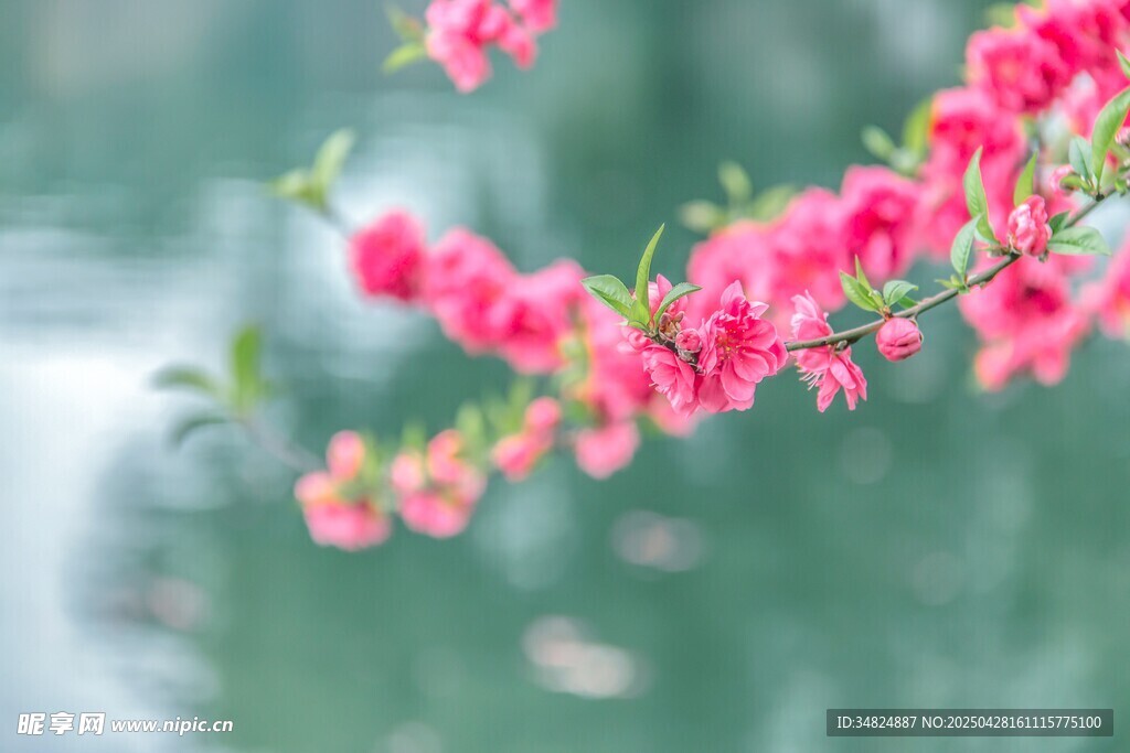 娇艳桃花枝