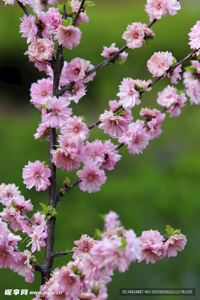 桃花盛开