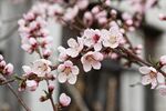 白色桃花
