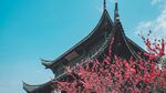 古建樱花相映成趣