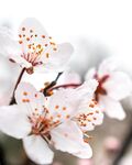 白色桃花